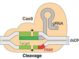 <font color="red">Vertex</font>和CRISPR Therapeutics的镰状细胞基因疗法已获得PRIME称号