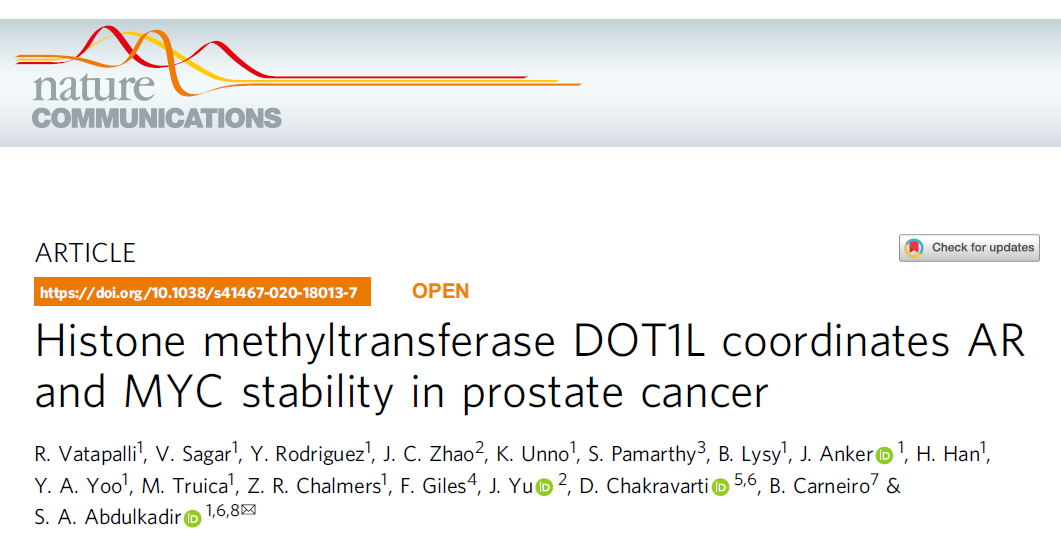 Nat Commun：DOT1L调控前列腺癌中AR和MYC的稳定性