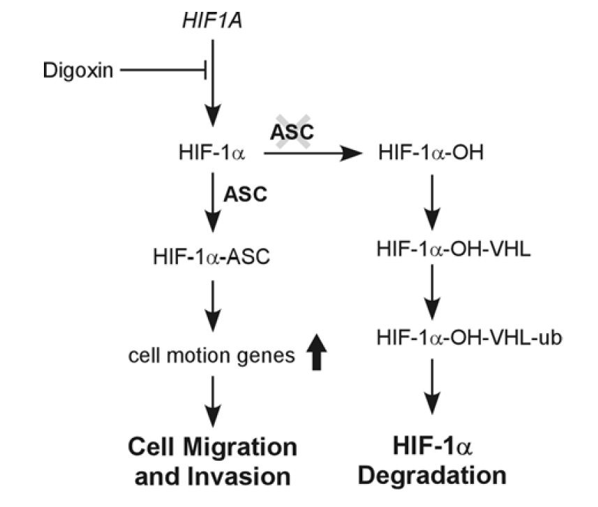 Cell Death Dis：ASC调节<font color="red">HIF-1</font>α的稳定性诱导口腔鳞状细胞癌的转移