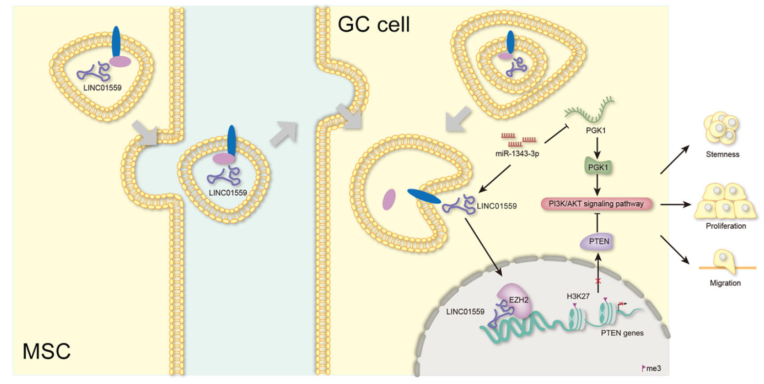 Cell Death Dis：LINC01559激活PI3K/AKT信号通路促进胃癌的发生发展