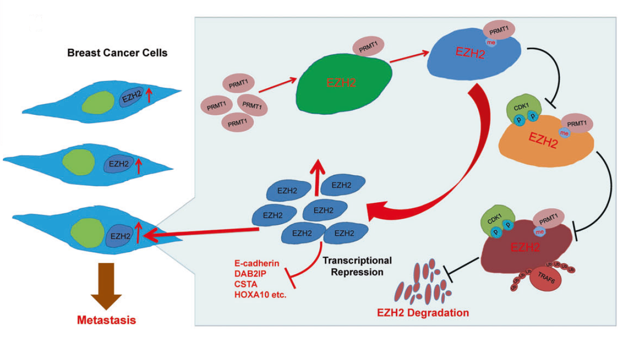 Cell Death Differ：EZH<font color="red">2</font> R342甲基化修饰促进<font color="red">乳腺癌</font>的转移