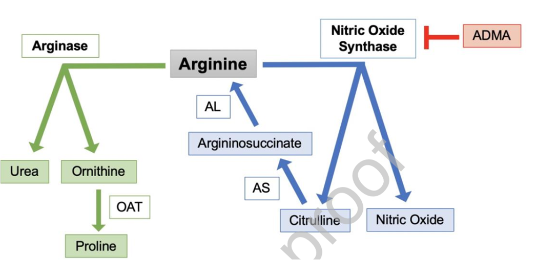 Am J Ophthalmol ：2型糖尿病视网膜病变患者血浆中精氨酸和瓜氨酸升高-MedSci.cn