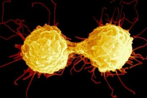 J Infect Dis:新冠病毒特异性T细胞在感染后12个月后仍然具有较高的表达