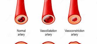 Cardiovasc Res：急性缺氧肺<font color="red">血管</font><font color="red">收缩</font>的新型调节剂Pannexin-1