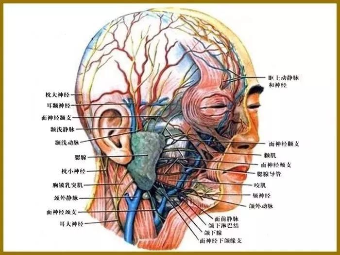 面部神经分布图高清图片