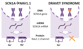 FDA 授予 NT102治疗Dravet 综合征的孤儿药称号