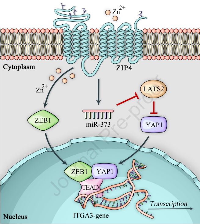 Gastroenterology：<font color="red">ZEB</font>1和YAP1锌依赖性的共激活调控在胰腺癌转移中的重要作用