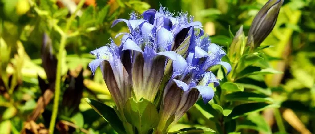 它会开紫色小花，枝叶十分优雅，调理风湿痹证毫不含糊