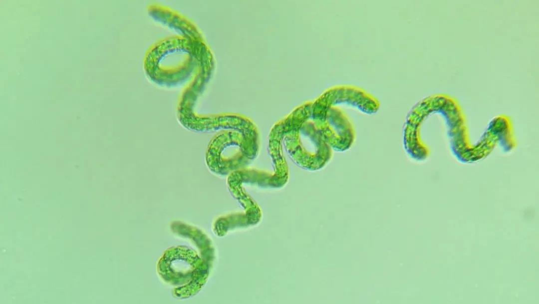 Sci Adv：浙大周民团队用螺旋藻作为药物递送<font color="red">载体</font>，用于结肠癌和结肠炎治疗