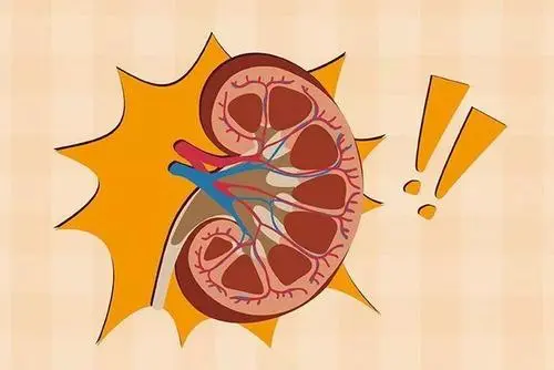 J RENAL NUTR：<font color="red">利</font>拉鲁肽对脂肪肾的影响——良好的血糖控制可以降低脂肪肾的发生！