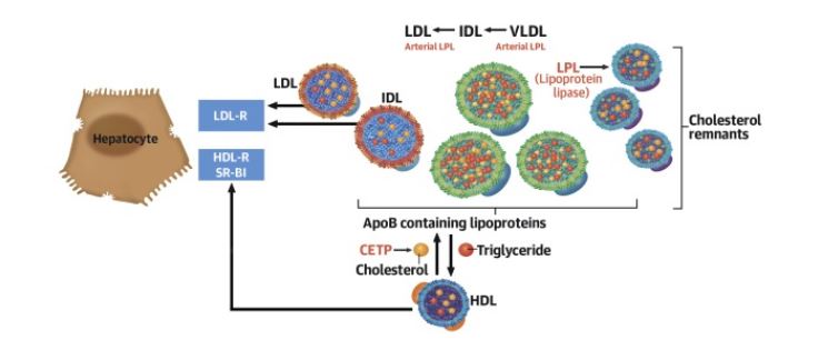 LDL-C为<font color="red">残余</font>胆固醇背了“坏胆固醇”的黑锅？
