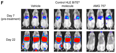 Clin Cancer Res：双特异性DLL3靶向T细胞结合剂<font color="red">AMG</font> 757，小细胞肺癌的新希望？