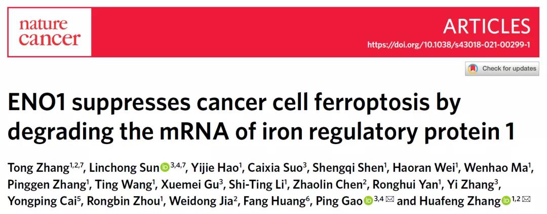 張華鳳/高平合作揭示ENO1通過抑製鐵死亡來促進肝癌的新機製