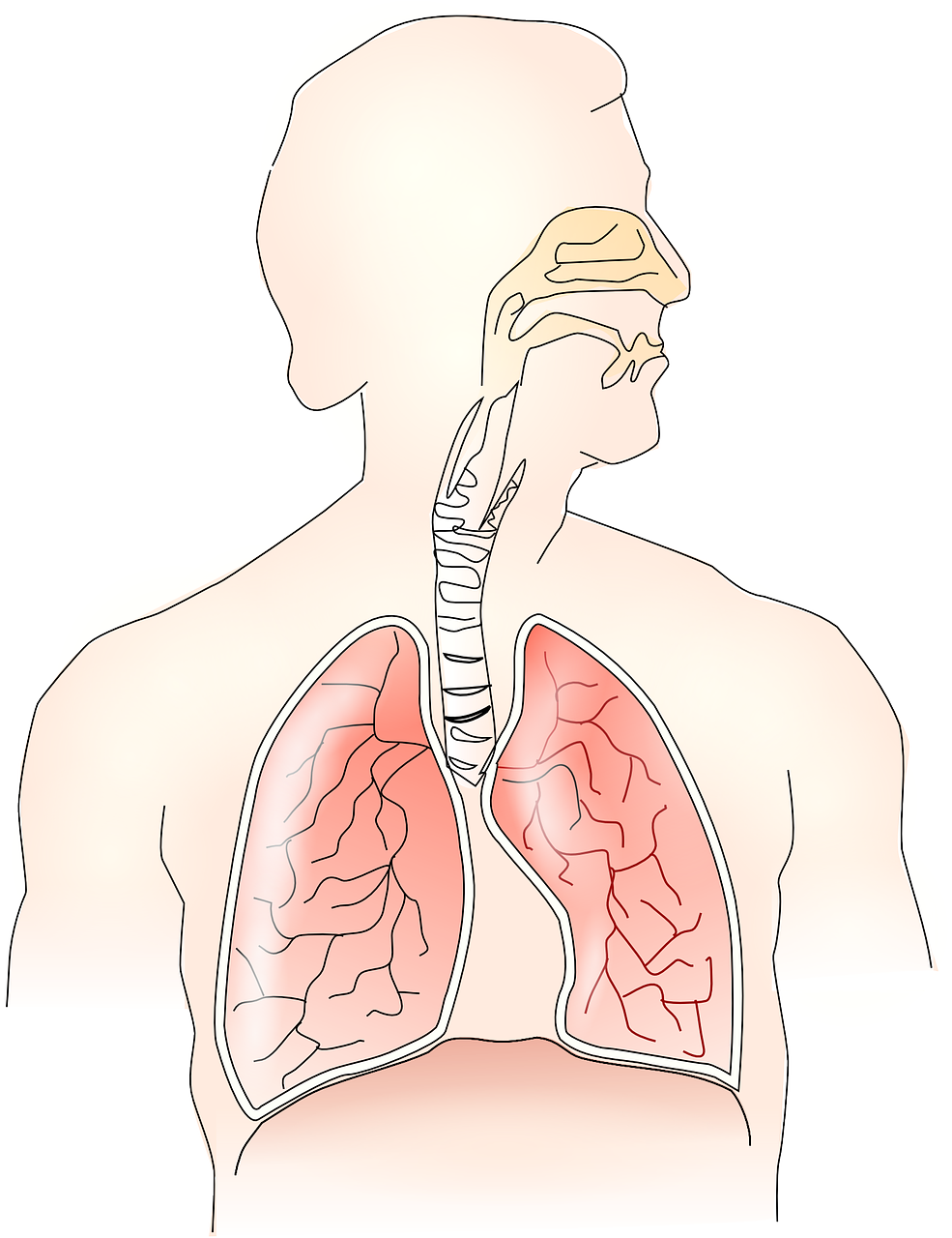 Lancet Respir Med：早期发育和营养不良是成年期肺活量限制的危险因素