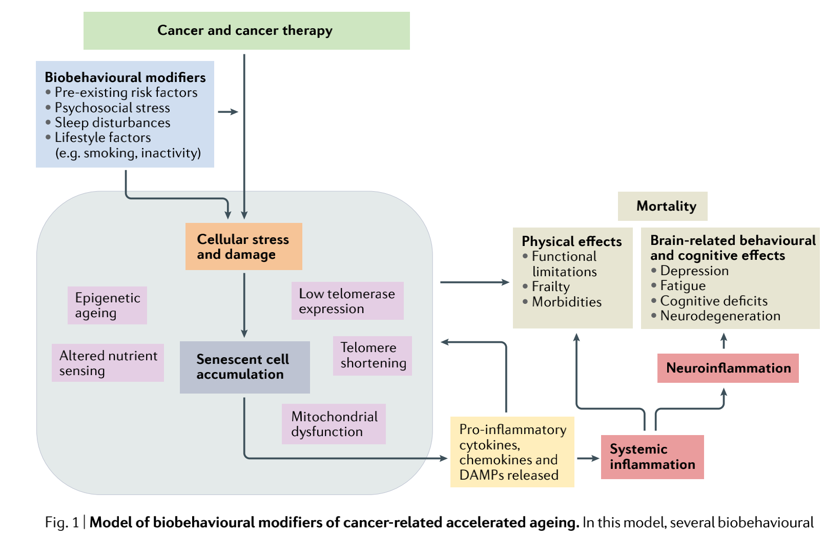 Nat Rev Clin Oncol：癌症相关加速衰老和生物行为<font color="red">调节剂</font>：研究和临床治疗的框架