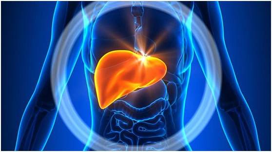 Dig Liver Dis: 羟基酪醇和维生素 E 的抗氧化活性可儿童减轻NAFLD的全身炎症