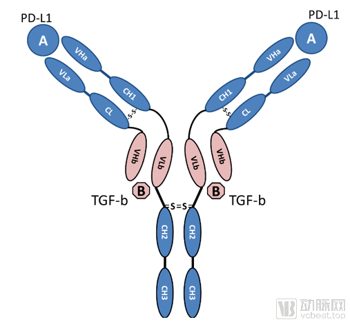 友芝友生物PD-L1/TGF-β双特异性抗体新药获得美国FDA临床试验批准