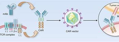 YESCARTA在日本获批用于治疗复发难治大B细胞淋巴瘤（DLBCL）