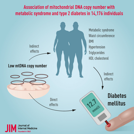 J Int Med：<font color="red">线粒体</font><font color="red">DNA</font>拷贝数越高，代谢综合征和2型糖尿病风险越低！