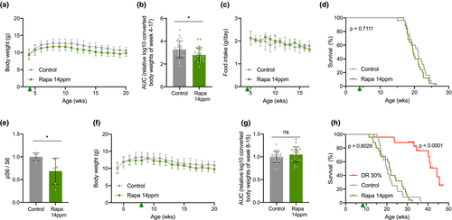Aging Cell：“神药”雷帕霉素未能延长早衰小鼠寿命
