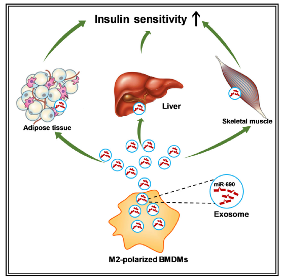一种miRNA可改善肥胖小鼠的胰岛素<font color="red">敏感</font>性