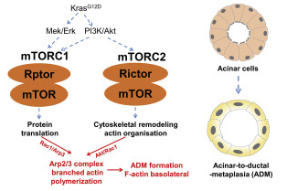 Gastroenterology：mTORC1/2聚集在Arp2/3<font color="red">复合体</font>上促进腺泡→导管化生→早期胰腺癌转化进展