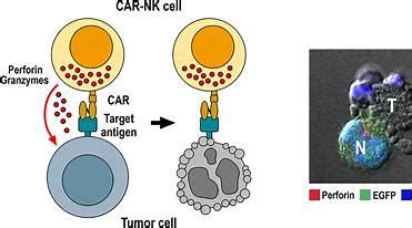Oncternal Therapeutics与卡罗林斯卡研究所合作开发靶向<font color="red">ROR</font>1的CAR-T和CAR-NK细胞疗法