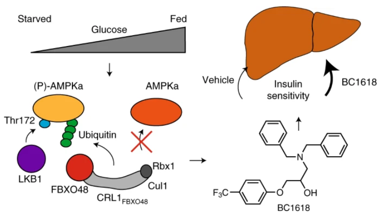 Nat Chem Biol：Fbxo48抑制剂可通过阻止pAMPKα<font color="red">降解</font>减轻<font color="red">胰岛素</font>抵抗