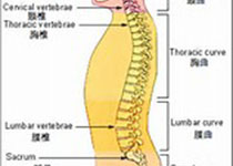 日本JOA临床实践指南：脊柱韧带<font color="red">骨化</font>的管理