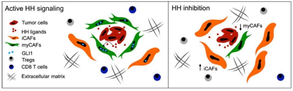 Clin Cancer Res：Hedgehog<font color="red">信号</font>抑制可改变胰腺癌微环境的成纤维<font color="red">细胞</font>组成和免疫<font color="red">细胞</font>浸润