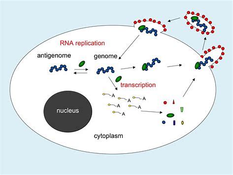 病毒RNA聚合酶抑制剂AT-527治疗COVID-19，Chugai<font color="red">制药</font>公司将负责日本的开发和销售