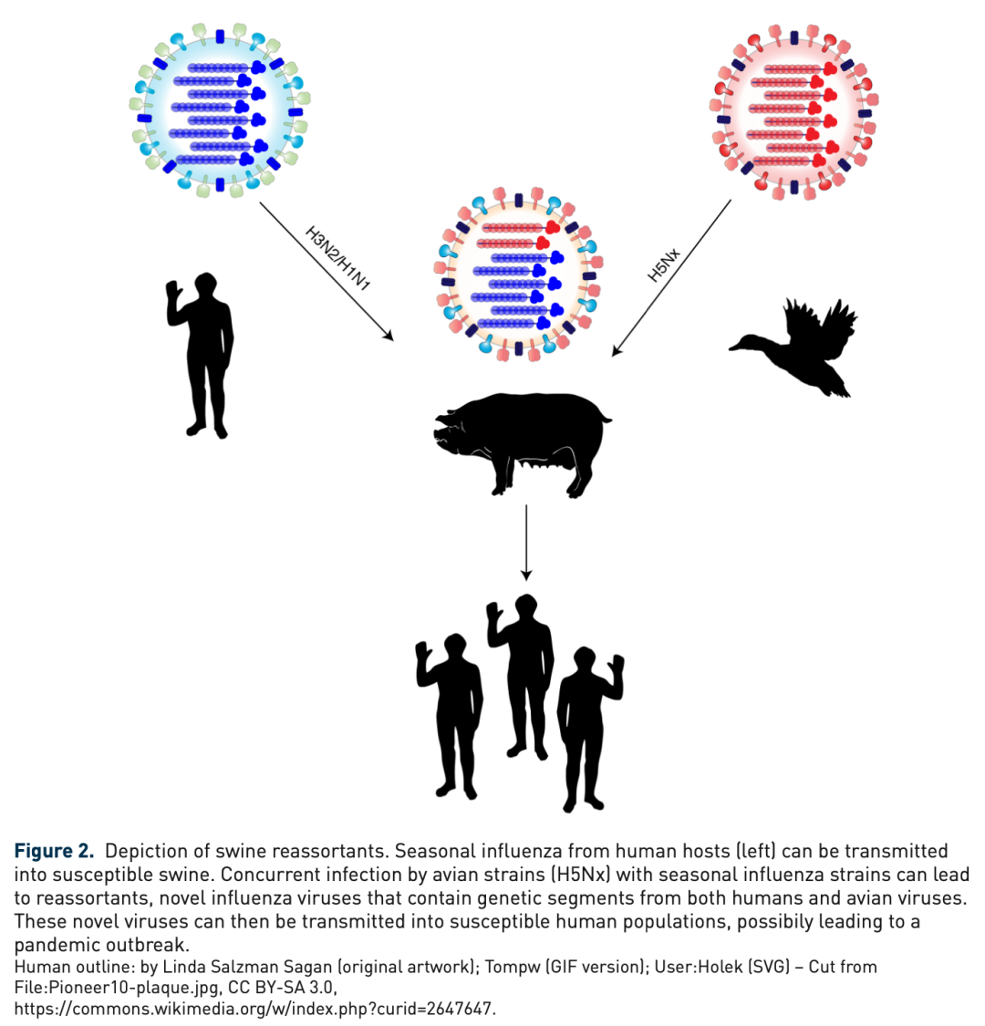 人类感染禽流感H5N8<font color="red">病毒</font>，会不会造成下一个大流行？