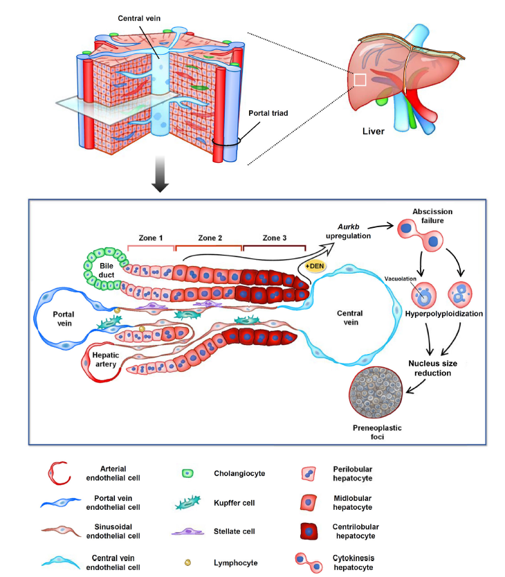 肝脏细胞示意图图片