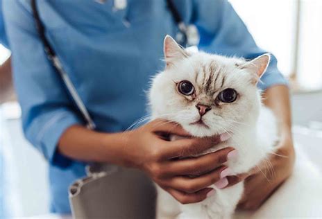 撸猫有风险！抗体鸡尾酒REGN1908-1909治疗猫过敏性轻度哮喘，II期研究取得阳性结果