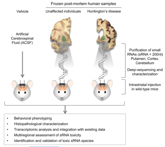 Acta Neuropathologica: 亨廷顿病脑源性小RNA在幼年小鼠中重现亨廷顿病主要病理特征 