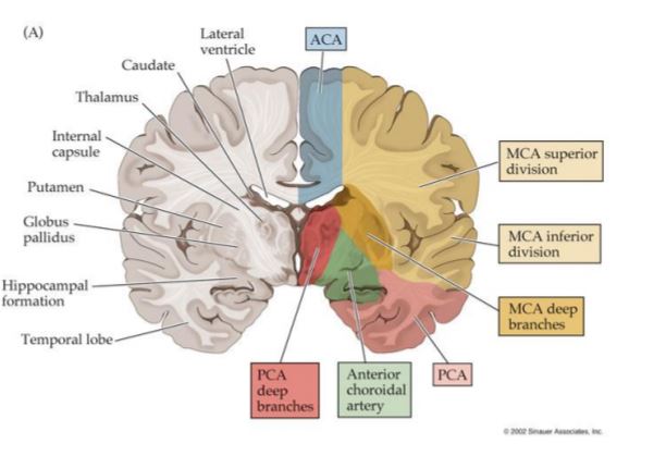 Stroke：大脑中动脉M2闭塞卒中患者的治疗方法<font color="red">效果</font><font color="red">比较</font>