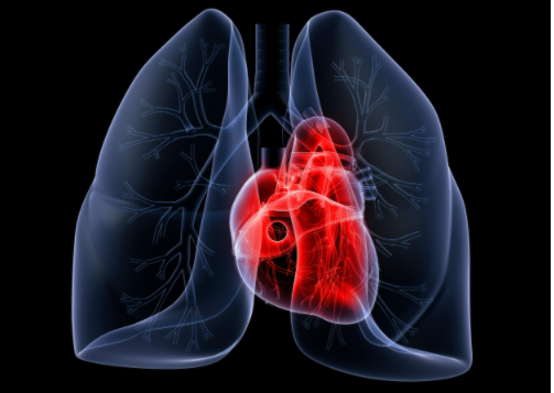 Nat Commun：肺动脉高压的内皮细胞中<font color="red">activin</font>-A/BMPR2通路被异常激活