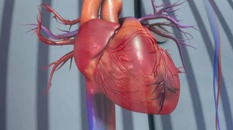 J Am Coll Cardiol：采用连续热稀释法测定冠脉疾病患者的绝对冠脉血流量