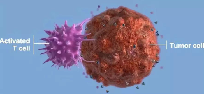 J Hematol Oncol：KMT2家族基因突变可预测癌症患者对免疫检查点治疗的反应性