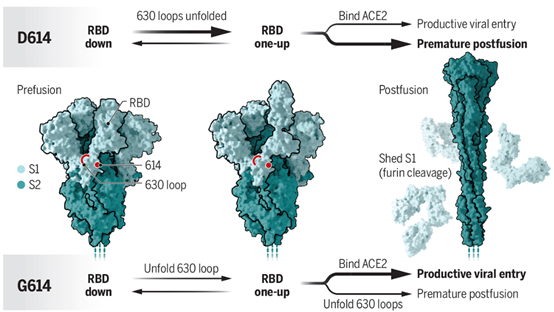 SCIENCE: <font color="red">SARS</font>-<font color="red">CoV</font>-2最初是如何适应人类的