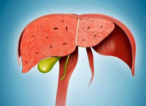 Hepatology：肝纤维化水平与多种心脏代谢疾病的发病相关
