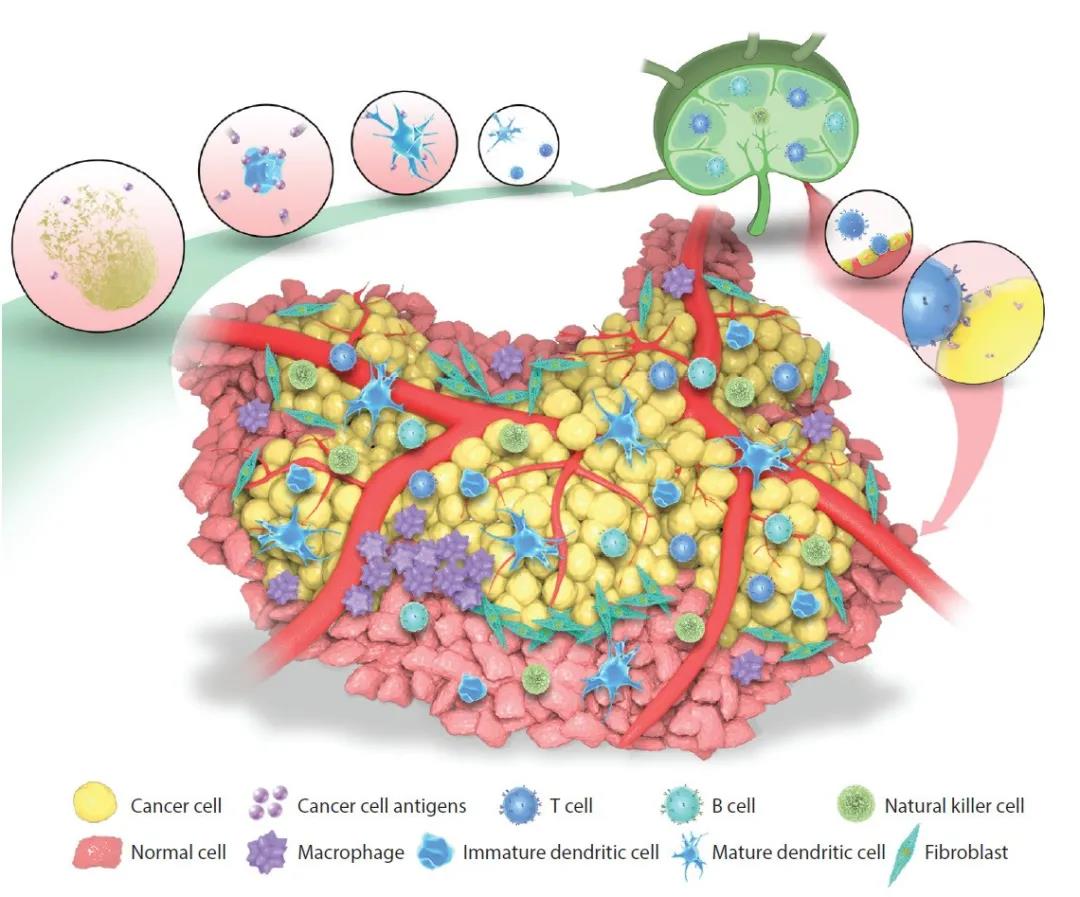 Annual Reviews of Immunology：北京大学张泽民综述单细胞技术在肿瘤微环境、免疫治疗领域的进展和应用