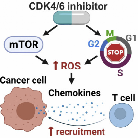Cell Reports：<font color="red">CDK</font>抑制剂与免疫疗法强强联手，复发性乳腺癌有救了