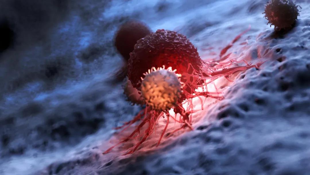Cell：广<font color="red">谱</font>抗癌疗法或将诞生，中性粒细胞的这种蛋白<font color="red">酶</font>能够杀死各种癌细胞，且不伤害正常细胞