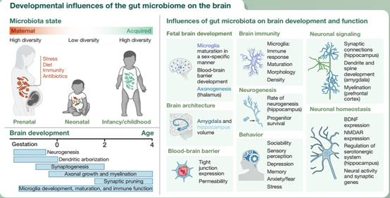 CELL：微生物-肠-脑轴