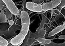 Plos Pathogens：神奇！新研究揭示：神经系统或可替代抗生素抑制细菌感染