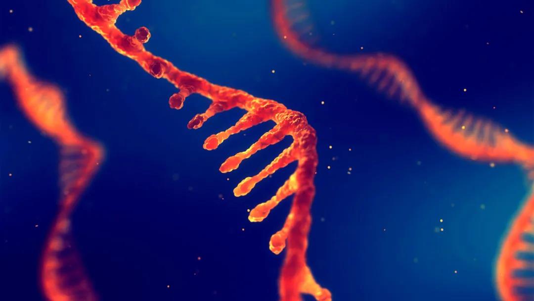 Nature Communications：不止疫苗，mRNA技术还能治疗罕见遗传病
