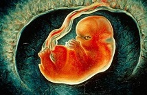 AJOG：硝苯地平对近足月妊娠缺氧环境下的胎儿的心功能的影响