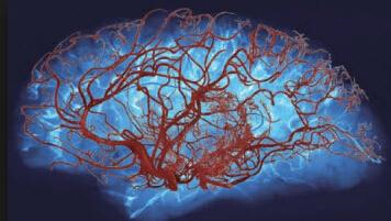 PNAS：磷脂酰<font color="red">肌</font><font color="red">醇</font>4,5-二磷酸耗尽可能是脑小血管病的普遍特征