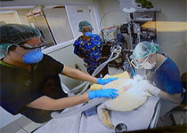 Eur Urol：手术切除或肾肿瘤消融后局部复发的抢救性机器人辅助肾脏手术